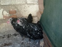4#1 black modlet aracuanas mavici
