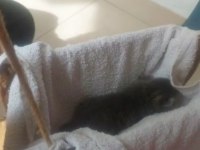 Russian blue ve british longhair kırma yavrular