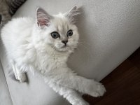 Saf kan british longhair