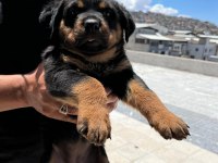 Rottweiler yavrularımız yeni yuvasını arıyor