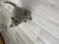 Adana içi elden teslim 45 günlük british shorthair