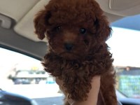 Toypoodle Minik Yavrularımız