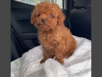 Toy Poodle Yavrularımız