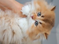 Ny2533 Dişi British Longhair
