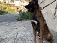 2,5 yaşlı Şecereli Belçika Malinois