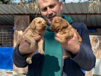 Maltipoo yavrularımız ırk garantilidir