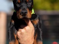 Sağlık Ve Irk Garantili Doberman
