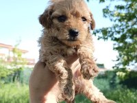 A kalite maltipoo yavruları