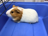 Yavru Dişi Ginepig