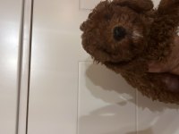 Safkan ev bakımı erkek Poodle yavrular