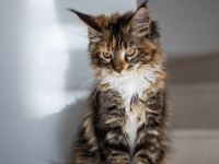 Nadir Calico Renk Maine Coon Dişi