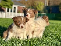 A Kalite Muhteşem Border Collie Yavruları 
