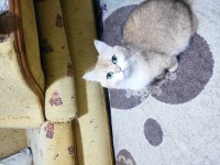 Full Şecereli Ny12 Golden Point British Shorthair Aden
