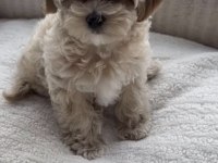 Maltipoo Safkan Köpeğimiz