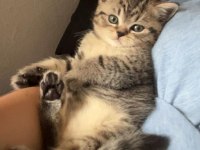 BRITISH SHORTHAIR SILVER TABBY