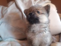 Pofuduk Pomeranian Minişler