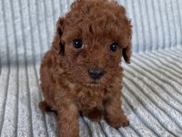 Eşsiz Güzellikte Toy Poodle Yavru