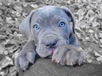 Mavi gözlü Blue cane corso bebekler erkek ve dişi