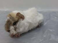 Guinea pig Şehir İçi ve Şehir Dışı Teslimat Vardır