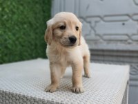 Dişi erkek golden retriever bebekler
