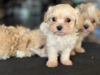 Show Kalite Kore Maltipoo Yavrularımız