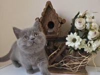 MUNCHKIN CÜCE KEDİMİZ