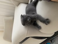 Erkek 3 Aylık Scottish Fold