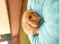 Hollanda Mini Lop Tavşanı Yavrular
