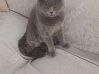 British shorthair kedisi