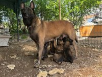 A şecereli belçika kurdu yavrular en iyisini isteyenlere