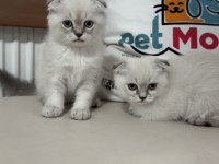 Show kalite scottish fold yavrularımızı canlı görün