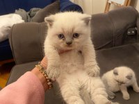 EVLERE ŞENLİK SAĞLIKLI SAFKAN YAVRULAR
