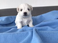 A kalite maltese yavrular