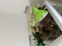 Uygun evcil iguana