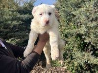 KOCA KAFA DEV ALABAY YAVRULARI