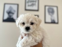 Ruhsatlı üretim çiftliğinden tea cup Maltese Terrier