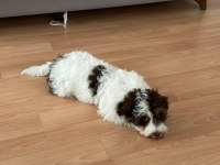 4 aylık Maltese Terrier