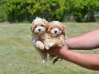 Mini boy tuvalet eğitimli maltipoo bebekler