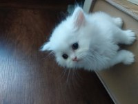 British longhair beyaz mavi gözlü bebekler