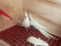 Albino sultan papağanımız için ulaşın
