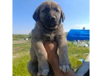 Kangal Yavruları