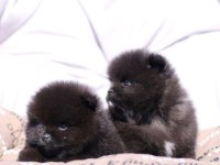 Saf lan Pomeranian boo ayi surat