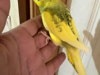 28 günlük kusursuz bebek muhabbet kuşu