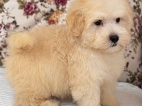 SÜTLÜ KAHVELİ MALTİPOO