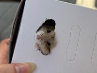 Gonzales Hamster