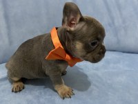 Egzotik french bulldog yavrular