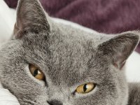 Ücretsiz british shorthair 3 yaş