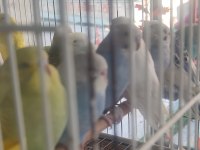 Avcılar uygun yavru muhabbet kuşlar