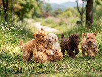 İZMİR TARIM VE ORMAN MD. RUHSATLI ÖZEL IRK KÖPEKLER