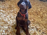 Doberman Bebekler Sağlık Ve Irk Garantili Teslim